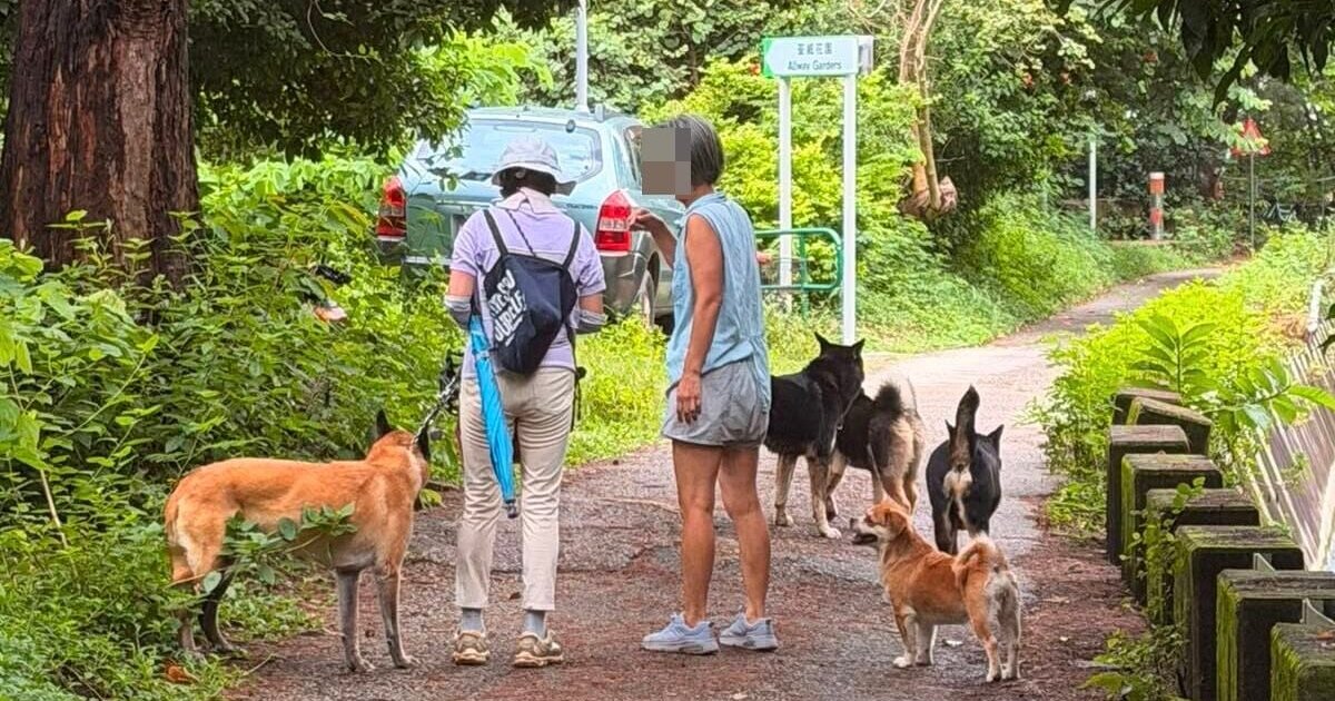 荃灣狗咬狗事件　三無牽繩狗隻咬傷寵物犬頭部　主人慌忙逃離