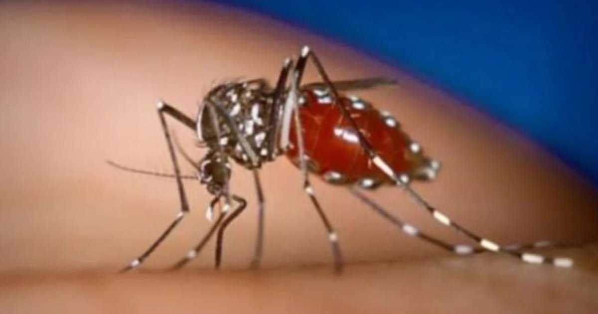 Hong Kong Reports One Imported Chikungunya and One Imported Dengue Case