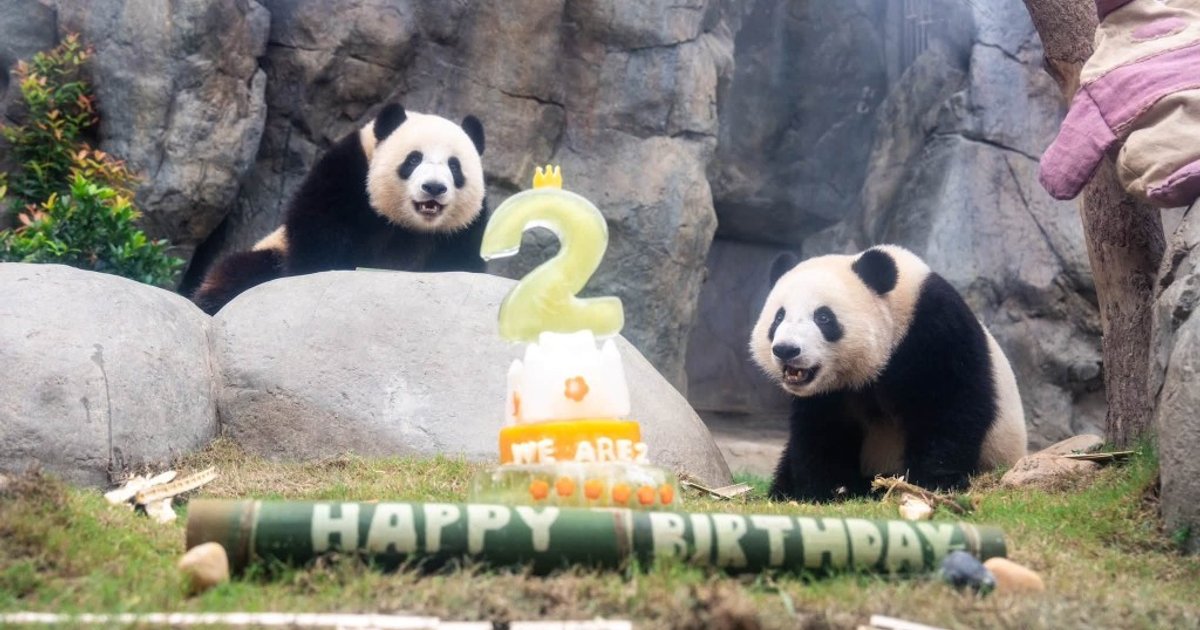 Hong Kong Panda Twins Turn Two in Likely Final Celebration with Mother