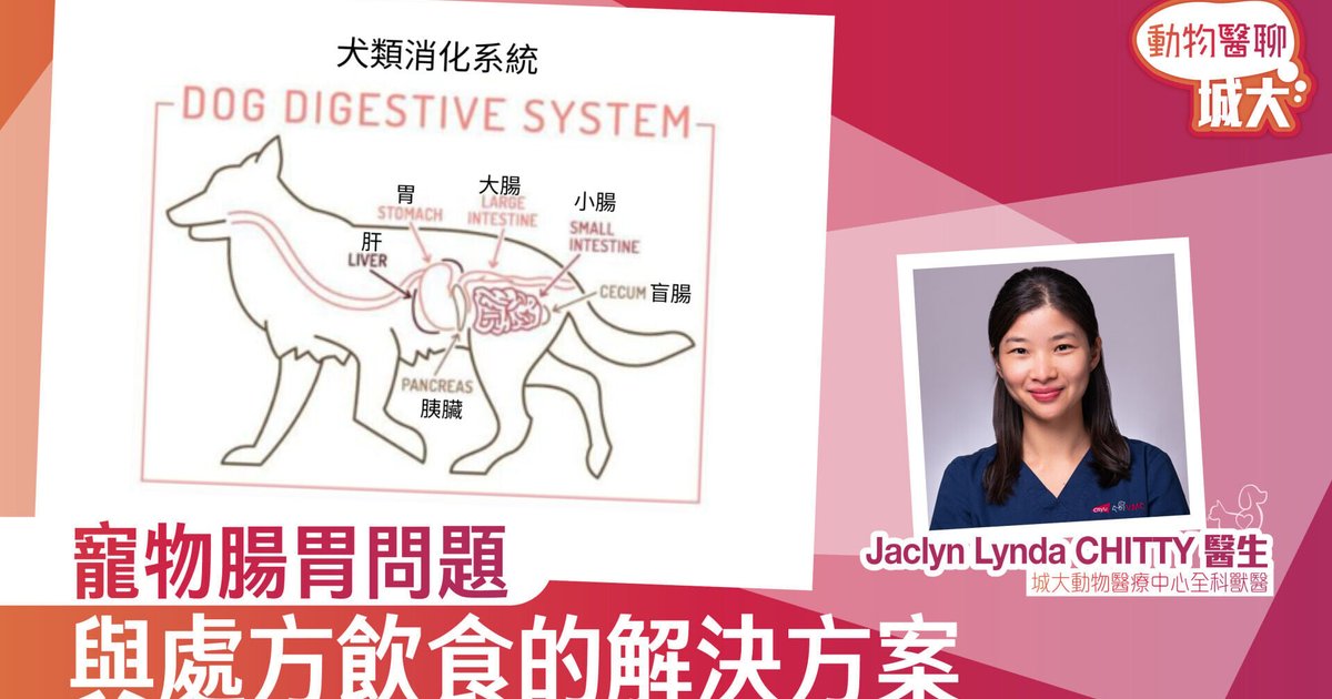 獸醫警告：傳統清淡飲食治寵物腸胃問題已過時　處方糧更有效