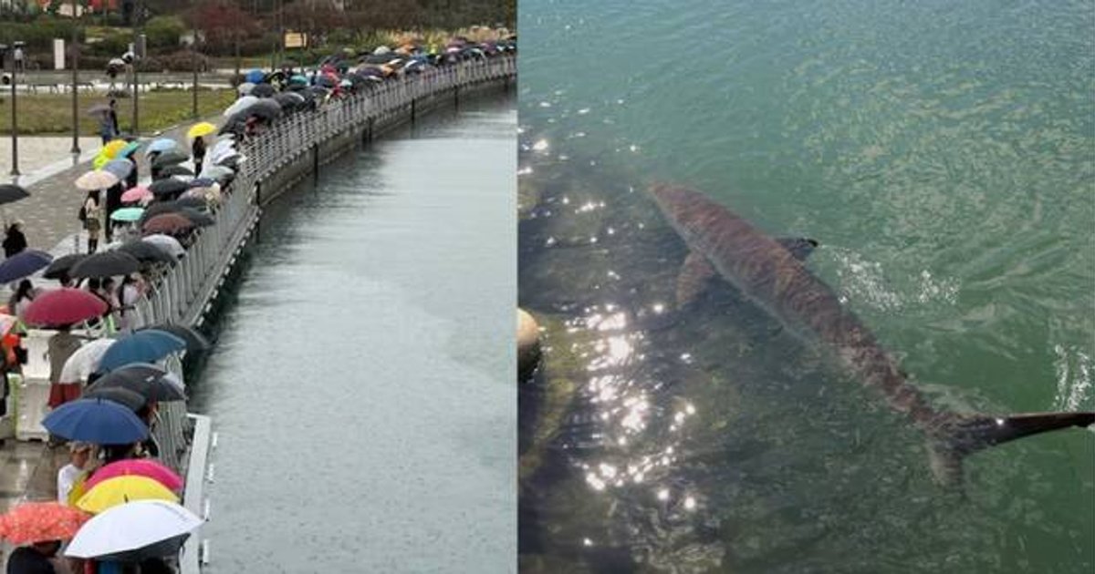 3.5-Meter Shark Attracts 560,000 Visitors to Busan Waterfront Despite Warnings