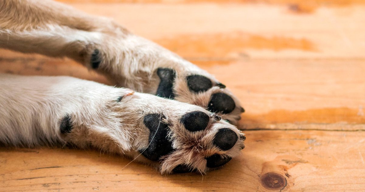 Woman Prosecuted Over 136 Unlicensed Dogs in Yuen Long