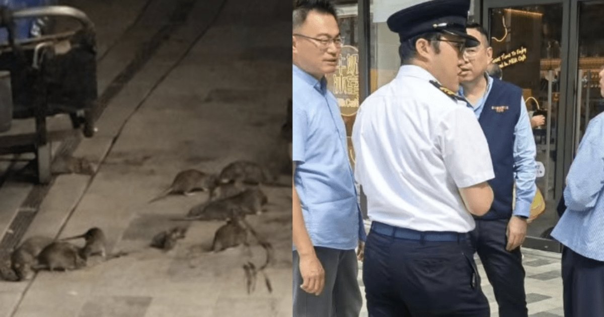 红磡必嘉坊后巷鼠患引关注 餐厅窗外现十多只老鼠