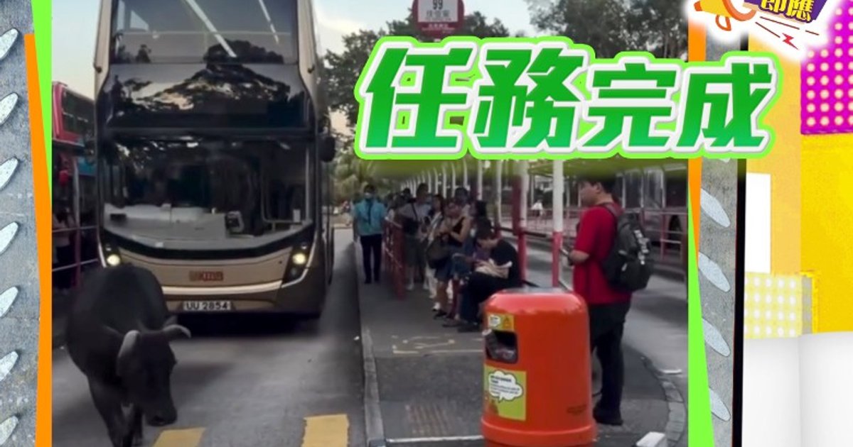 西貢流浪牛牛化身巴士領航員 車長超有耐性獲讚