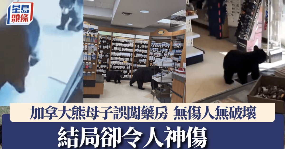 熊母子误闯卑诗药房闲逛　无破坏无袭击　结局令人心碎
