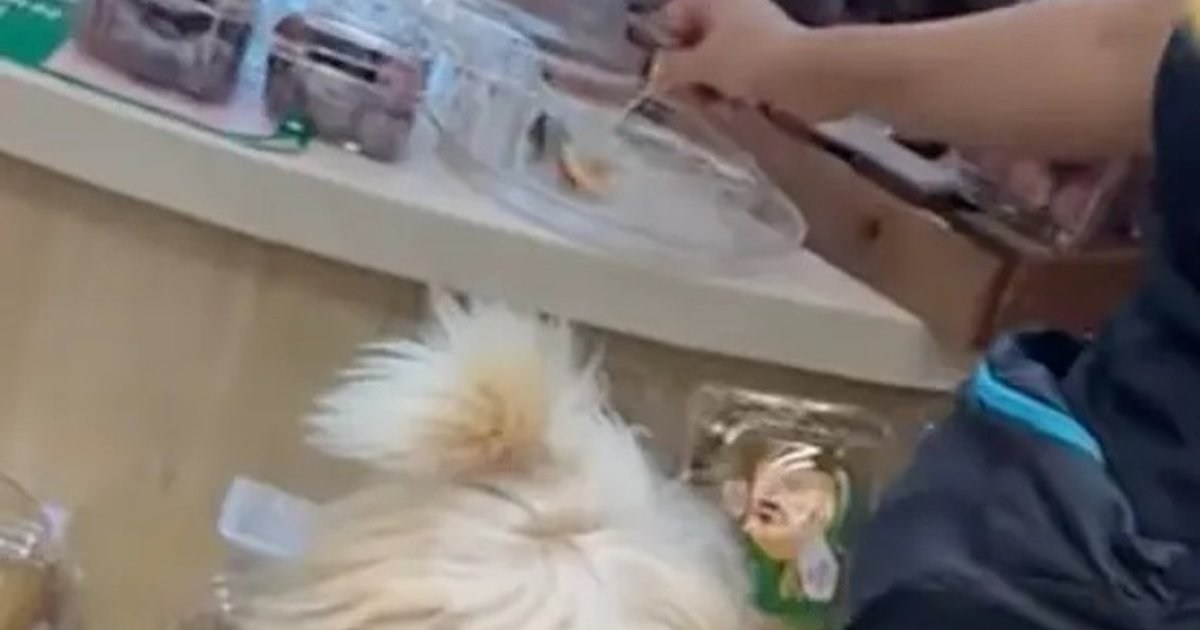Guangzhou PAGODA Store Apologizes After Customer Feeds Dogs with Sample Fruits