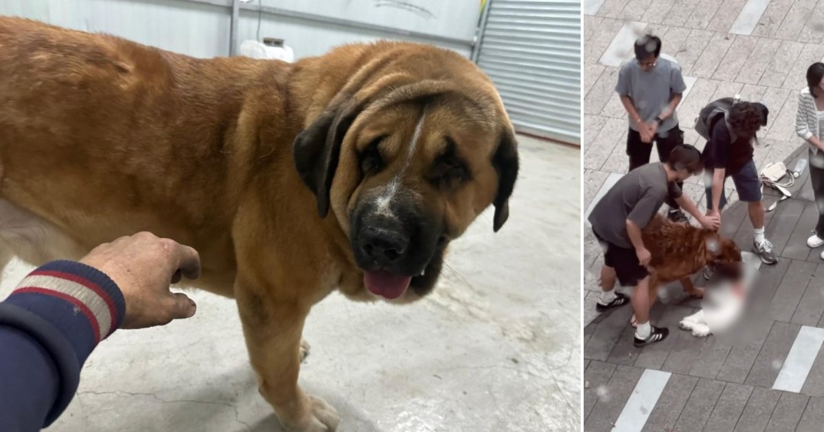 狗主涉未妥善看管危险犬只被起诉 元朗恶犬咬死两只小狗