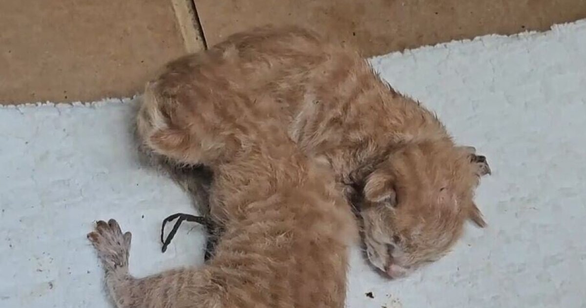 Two newborn kittens found in Lok Ma Chau bin