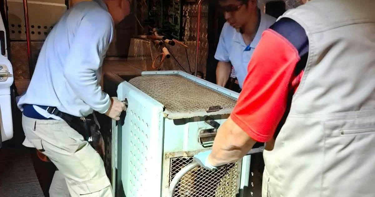 Yuen Long Dog Bite Death: AFCD Catches 5 Dogs, Founder Kent Charged Over Unlicensed Canine