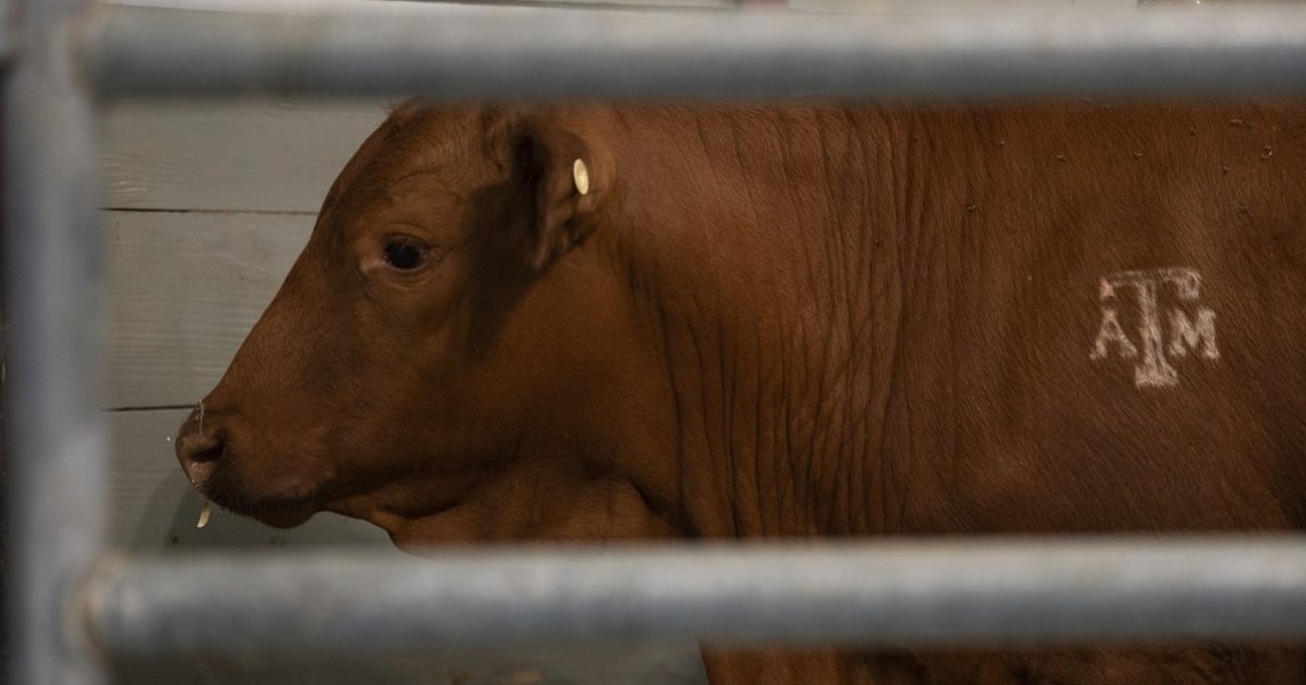 France reports first recorded human Shamonda virus death