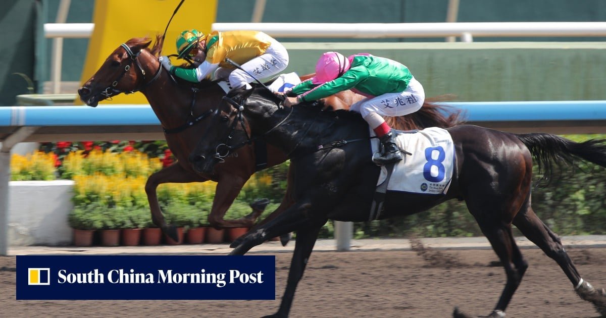 Hayes expects Bustling City to rebound at Sha Tin
