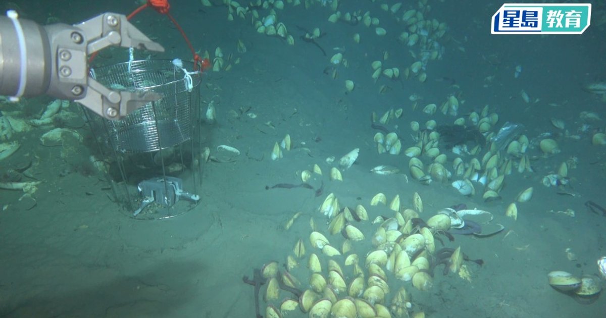 科大研究揭深海生物「化能共生」 解密應對環境變化機制