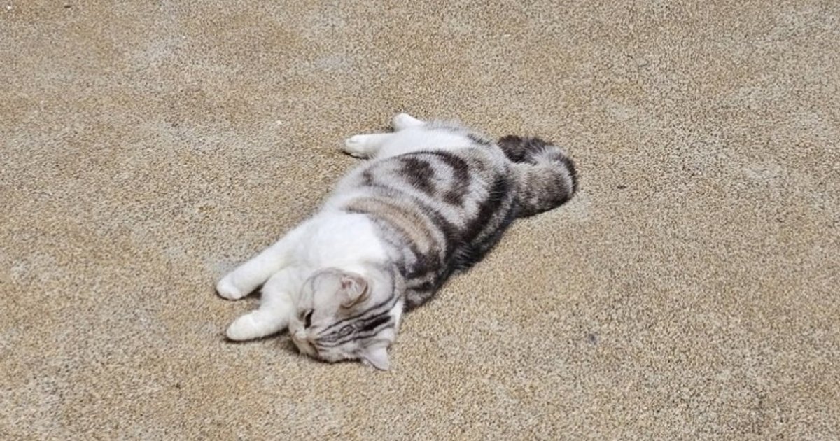 Cat Dies After Falling from Mei Foo High-Rise, Owner Probed for Open Window