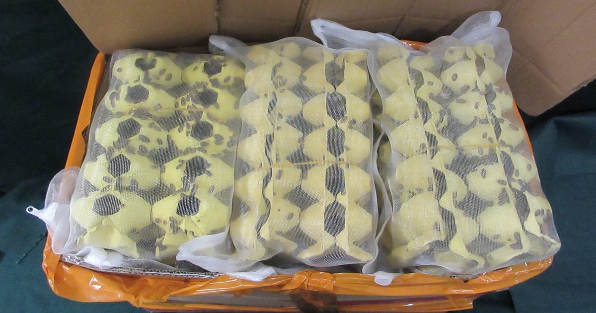 Hong Kong Customs Seizes 200 Crickets, 13kg of Cockroaches at Lo Wu Border