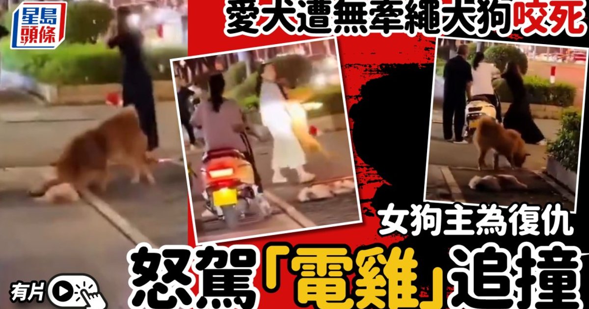 狗咬狗︱寵物犬遭無牽繩大狗咬死 主人怒駕「電雞」追撞復仇︱有片