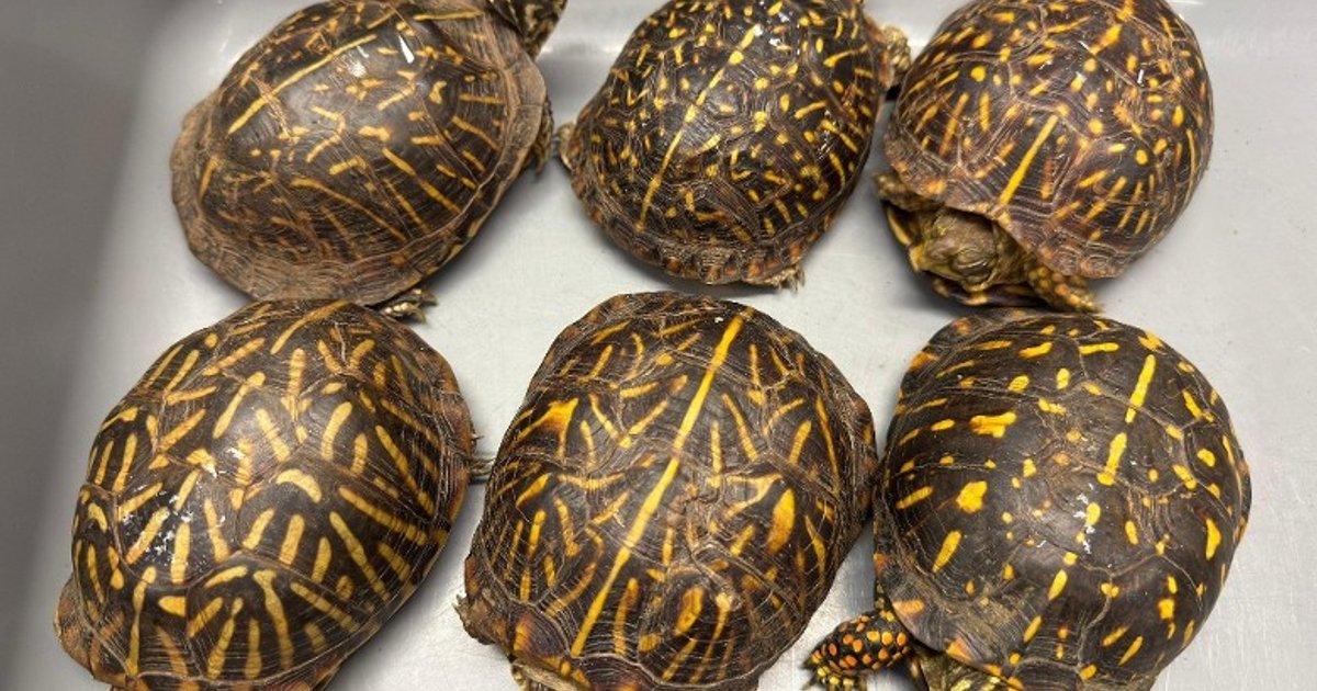 Customs seizes six suspected endangered turtles at airport