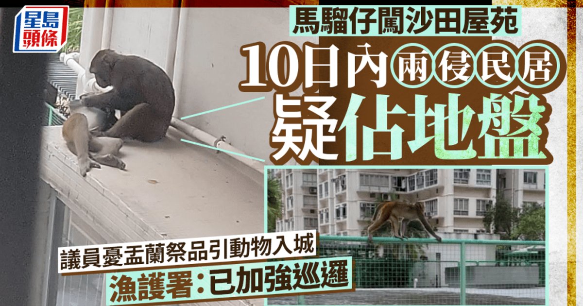 沙田野猴十日内两侵民居 疑占地盘 议员忧盂兰祭品引动物进城 渔护署:已加强巡逻