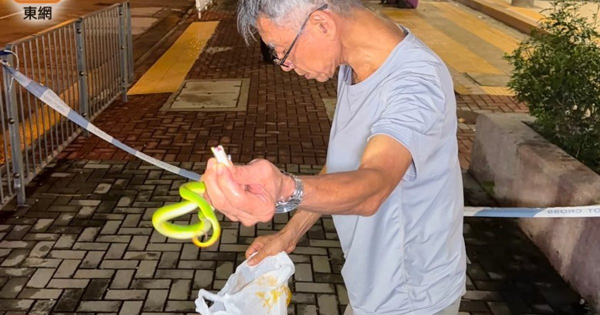黄大仙横头磡邨惊现毒蛇 六旬妇被青竹蛇咬伤脚趾