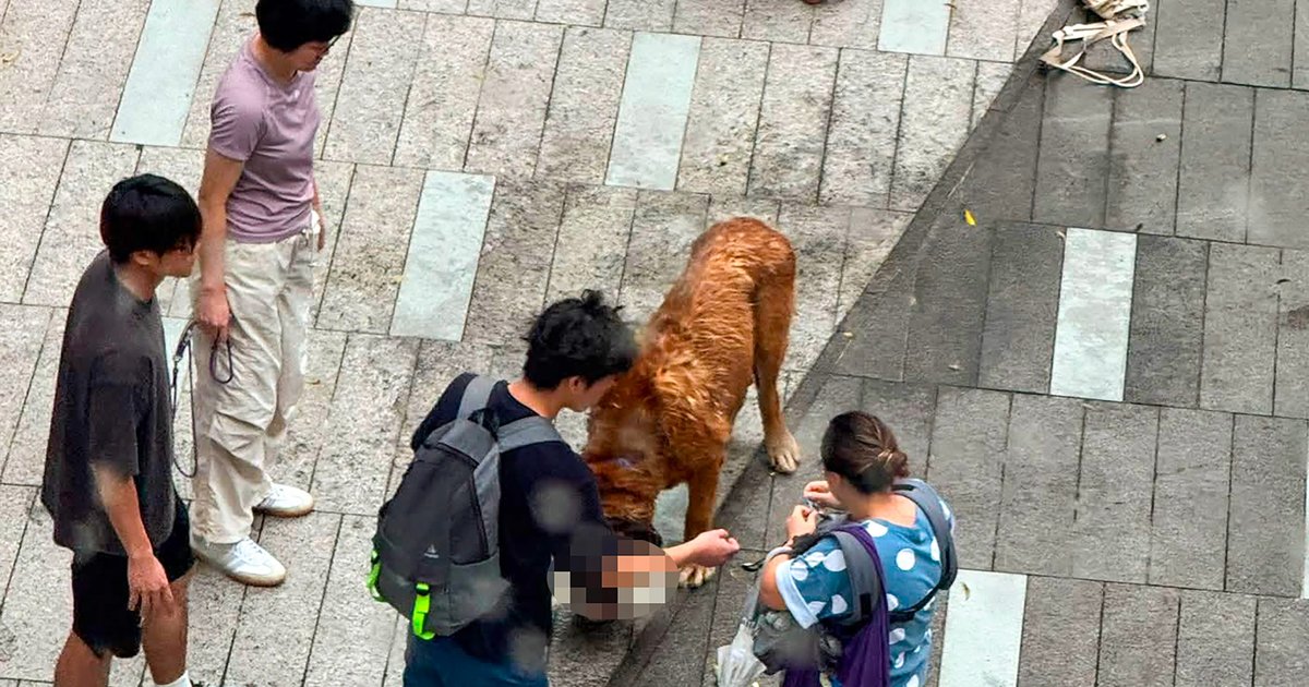 元朗60公斤大狗失控遊走 咬死兩隻寵物犬
