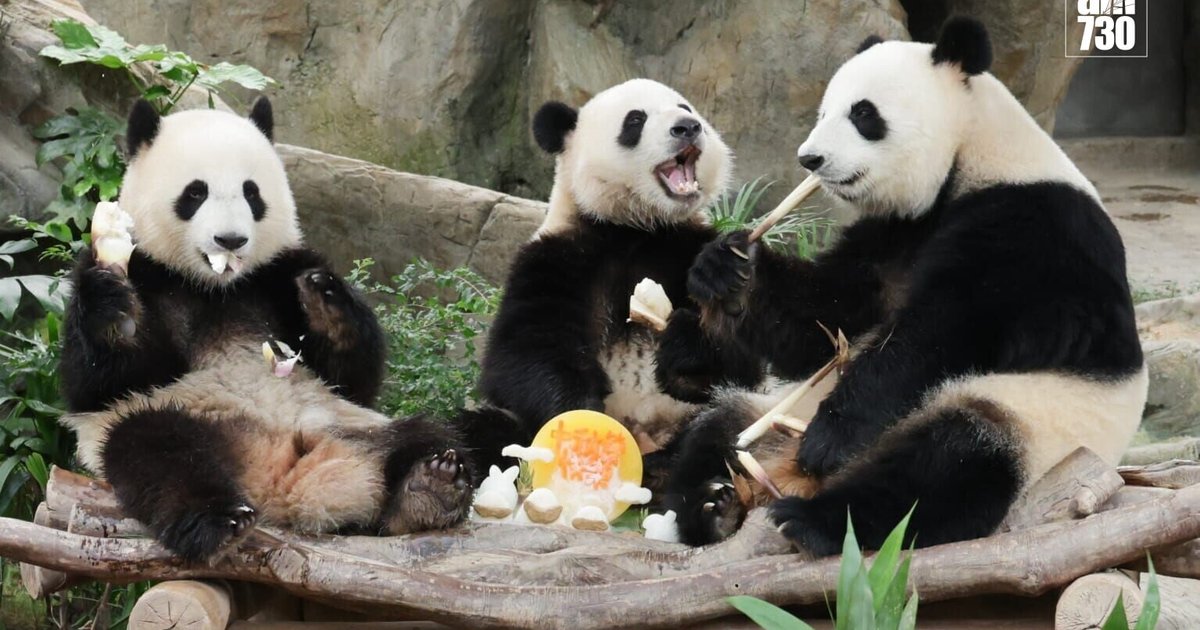 海洋公园为大熊猫特制月饼及灯笼迎中秋节