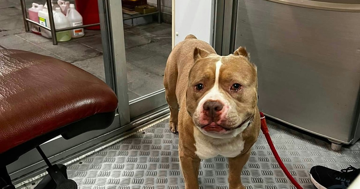 漁護署赤柱帶走懷疑格鬥犬 狗主為犬隻絕育後才可接回