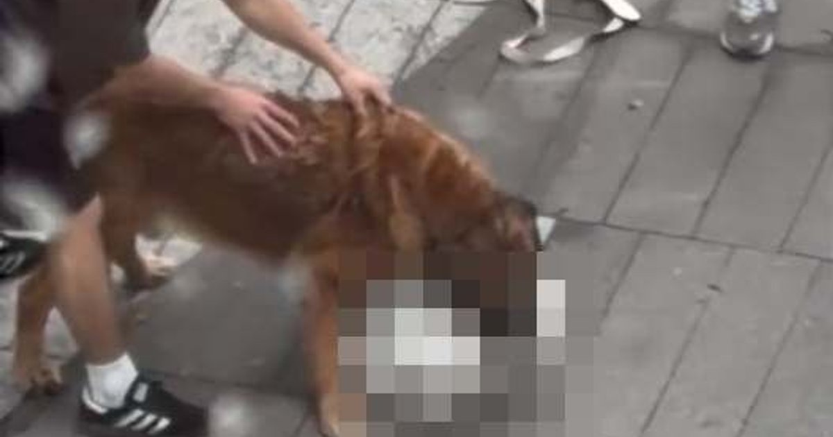Yuen Long Dog Attack: 60kg Dog Kills Leashed Pet, Sparks Leash Law Debate
