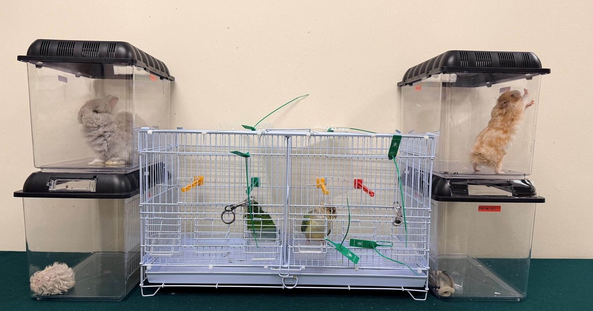 香港海關破兩宗走私動物案檢龜鸚鵡拘一女