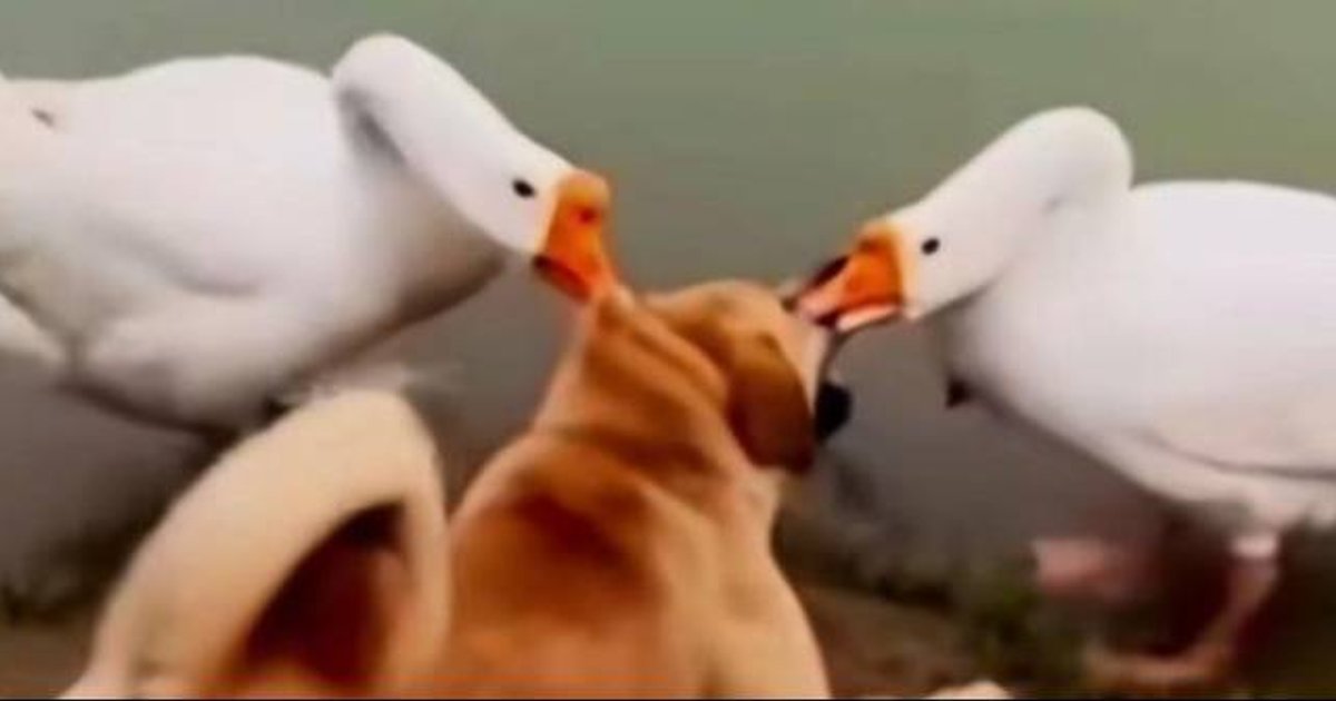 From Ancient Rome to Xinjiang: The Surprising History of Guard Geese