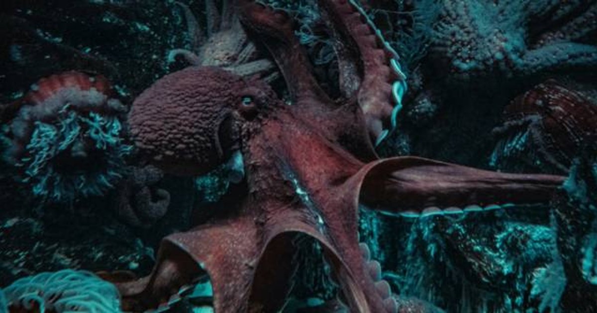 Octopus Mania Sweeps Europe as Yellow Plush Toys Become Cultural Phenomenon