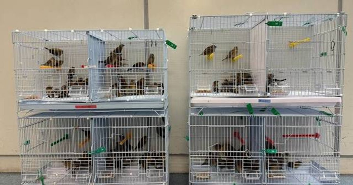 Customs arrests two over 200 live birds at Lo Wu