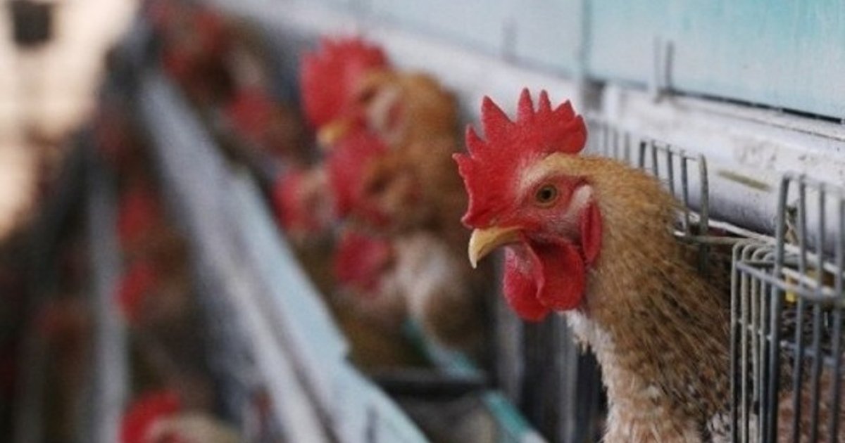 Hong Kong Halts Poultry Imports From Danish Outbreak Area