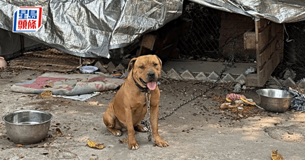 狗隻襲擊接連發生 當局檢討格鬥犬規管制度