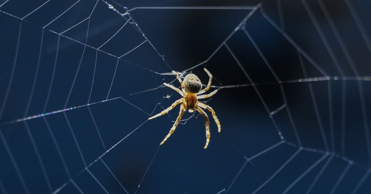 Spider scare sets Bali villa ablaze after paper lit