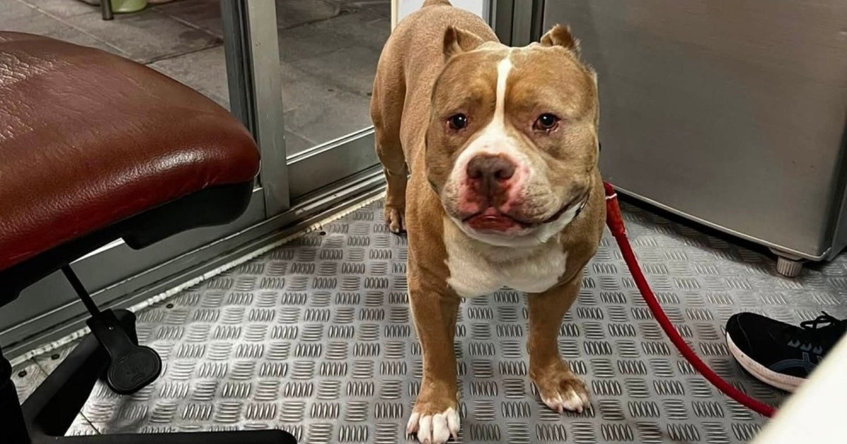狗主被迫为10岁爱犬绝育否则面临没收 条例惹“危险犬只”分类争议