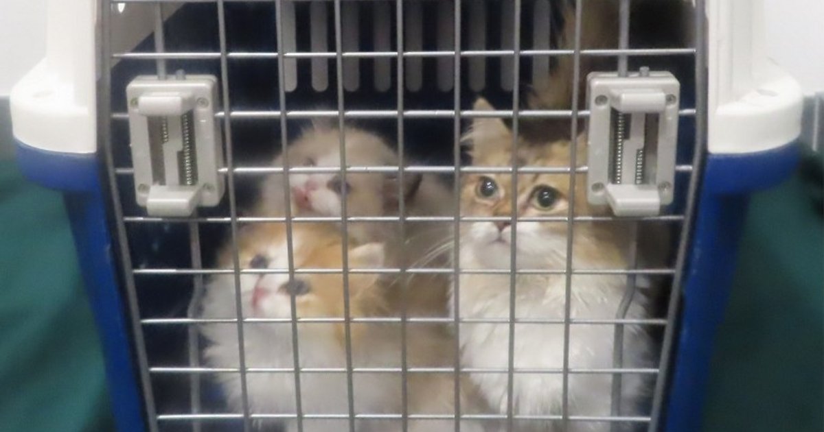 Woman Arrested After Three Cats Found in Bag