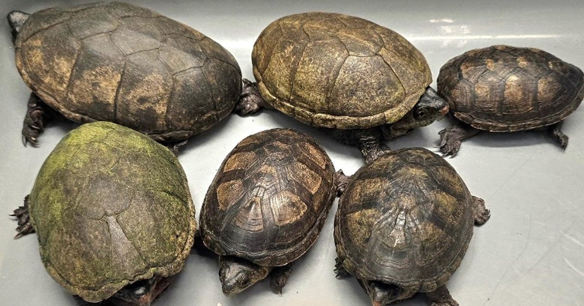 Customs Finds Six Endangered Turtles in Toy Parcel