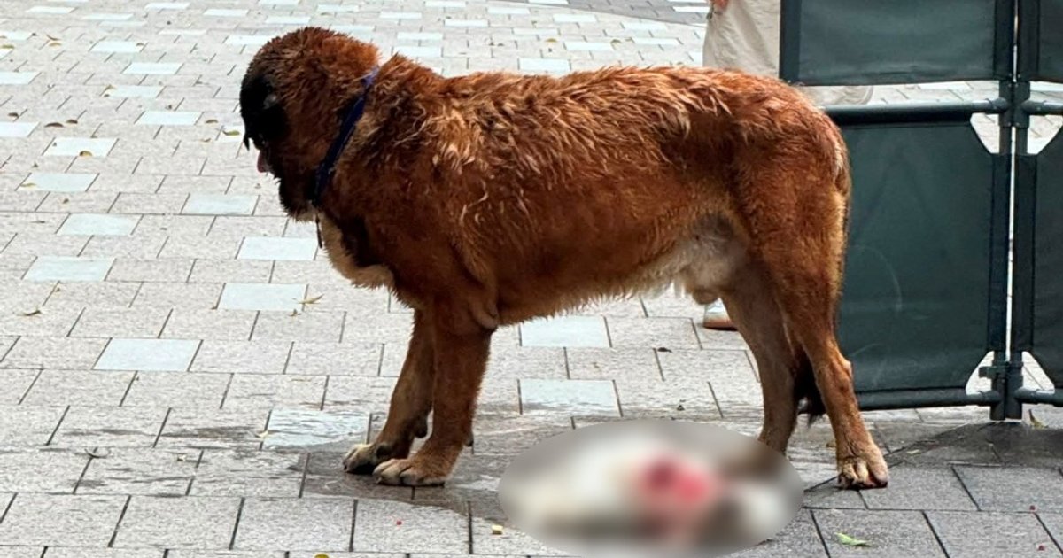 Yuen Long Dog Attack: Large Dog That Killed Two Puppies Had Microchip, License, AFCD Says