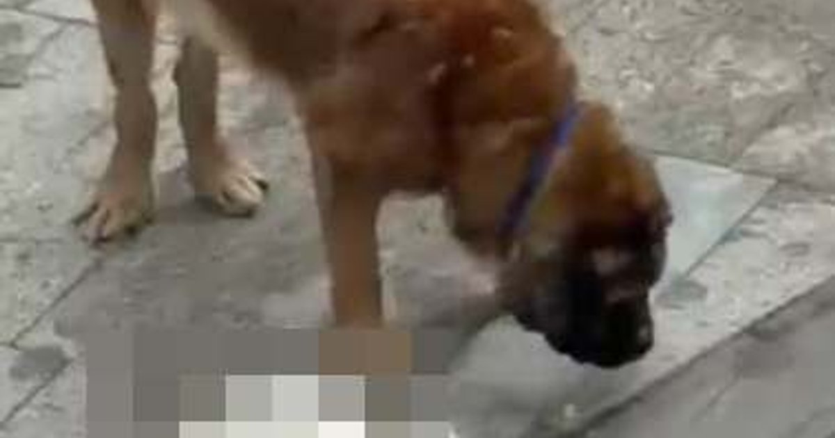Yuen Long Dog Attack: Lawyer Clarifies Legal Liability for Pet Owners