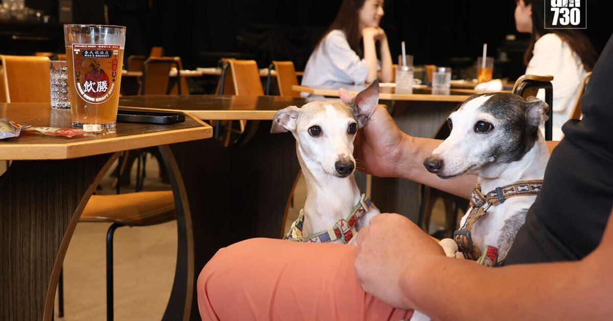 Dogs-in-Cafes Policy Ends Grace Period with 77 Warnings, 8 Prosecutions