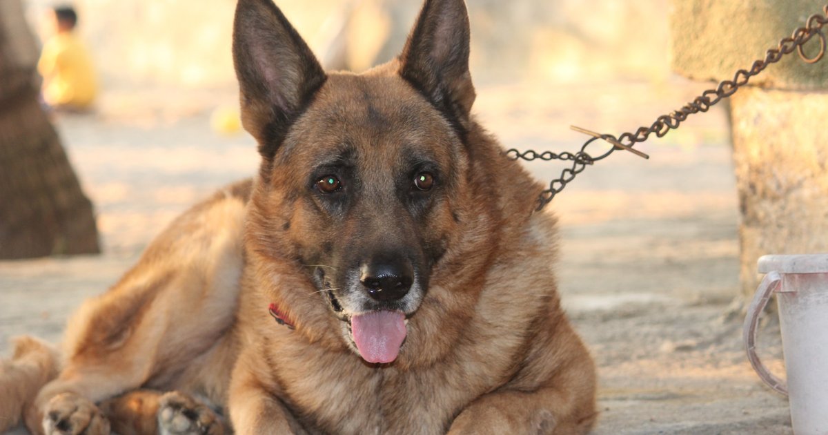 何敬康倡禁養德國牧羊犬 動物組織反駁缺乏科學依據
