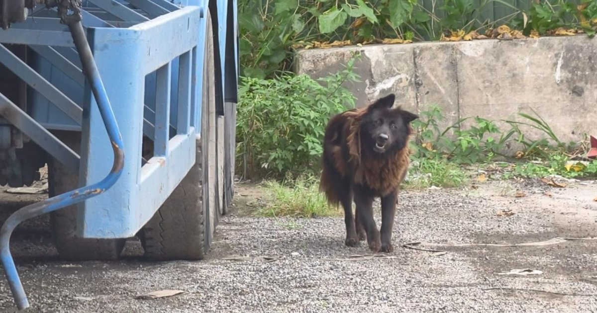Government Launches Four-Month Stray Dog Capture Operation After Fatal Yuen Long Attack