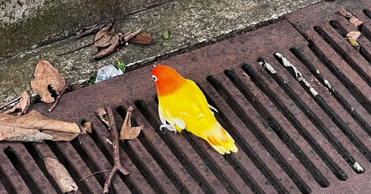 Tseung Kwan O Parrot Owner Arrested in Cruelty Probe