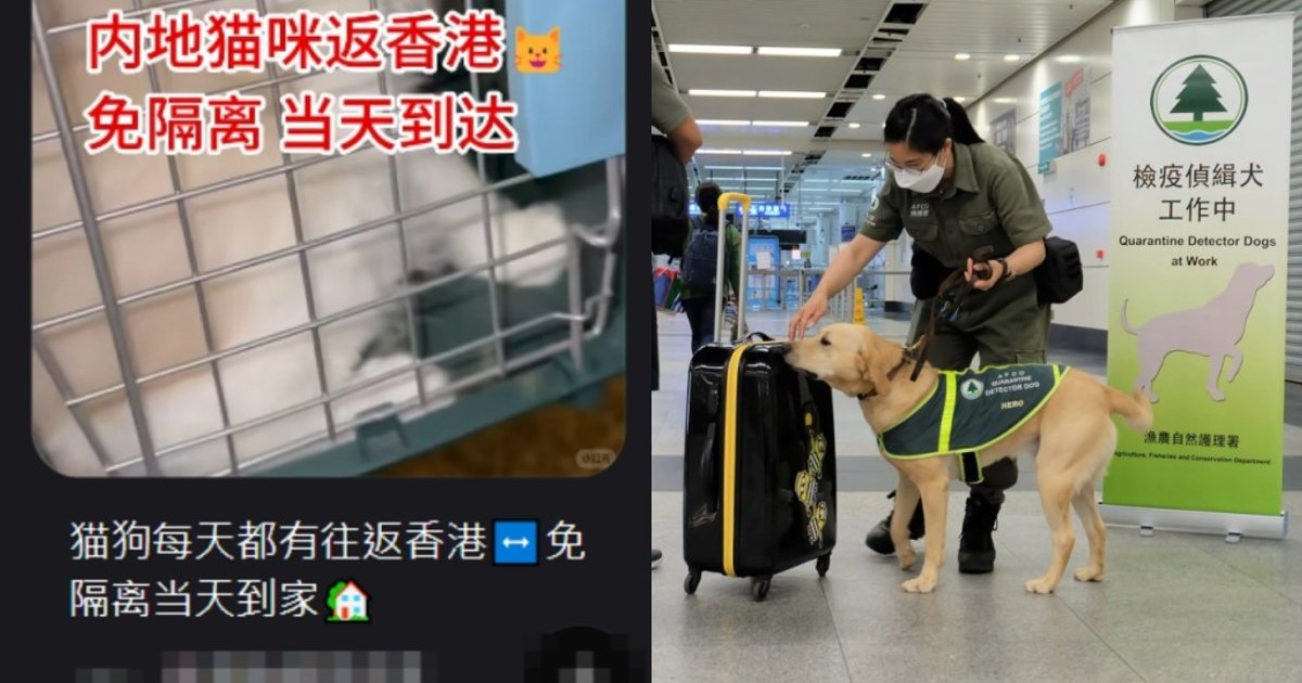 AFCD Combats Illegal Pet Smuggling as Social Media Ads Surge