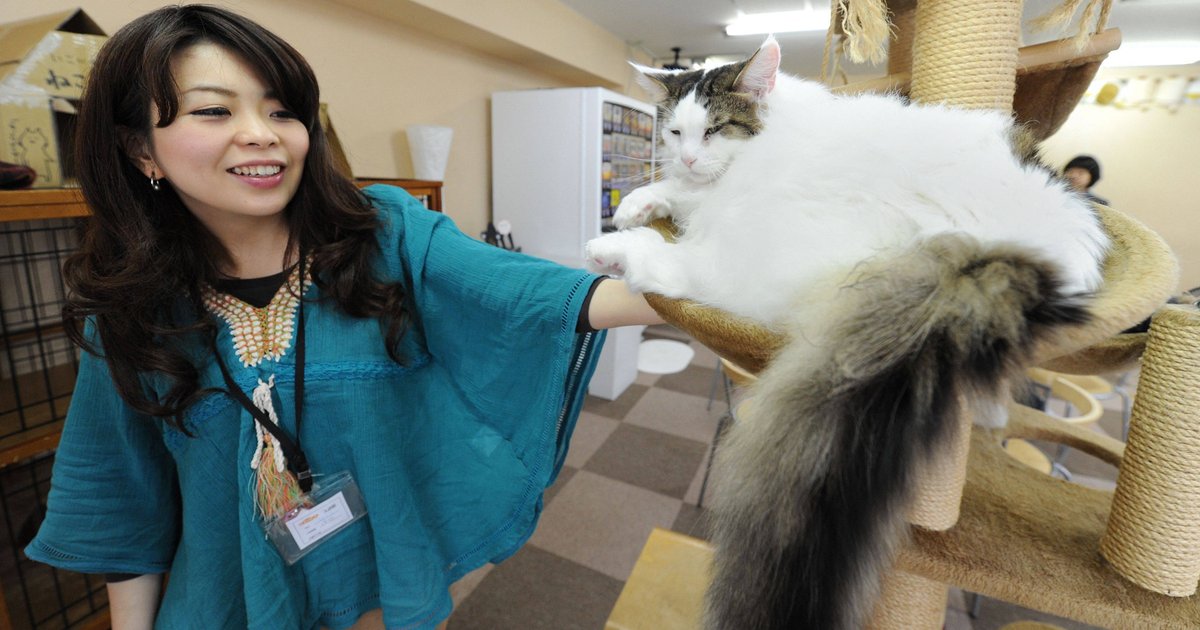 日本就衞生及動物福利問題審查動物咖啡店