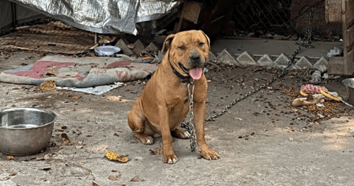 動物部門化驗後確認 大埔滘寵物中心咬死人狗隻為混種鬥犬後代