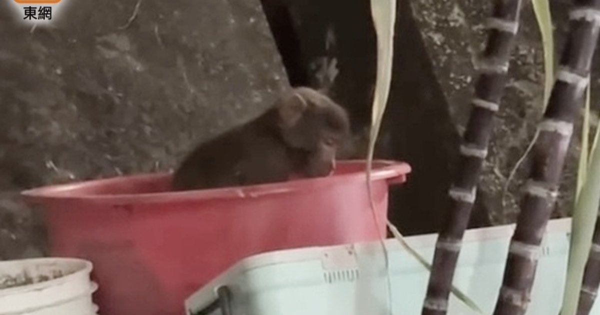 深水埗猴BB口吐白沫臀部見骨 市民怒轟政府拖延逾個半鐘始到場