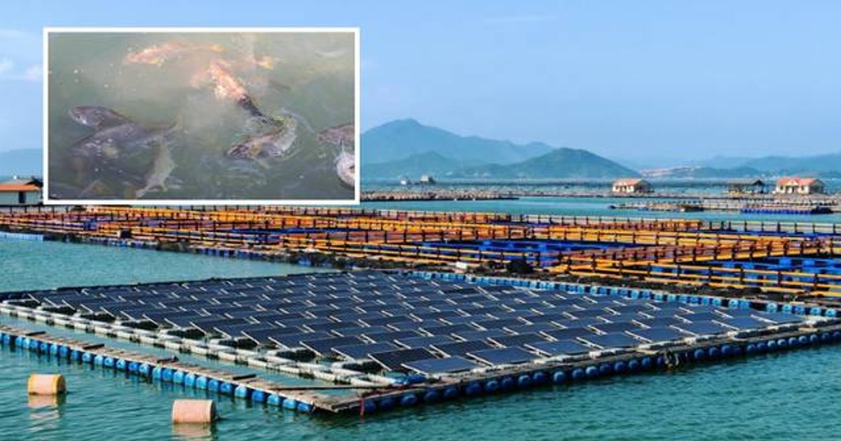 寧德大黃魚日供港30噸 海上風光儲微電網保障漁業