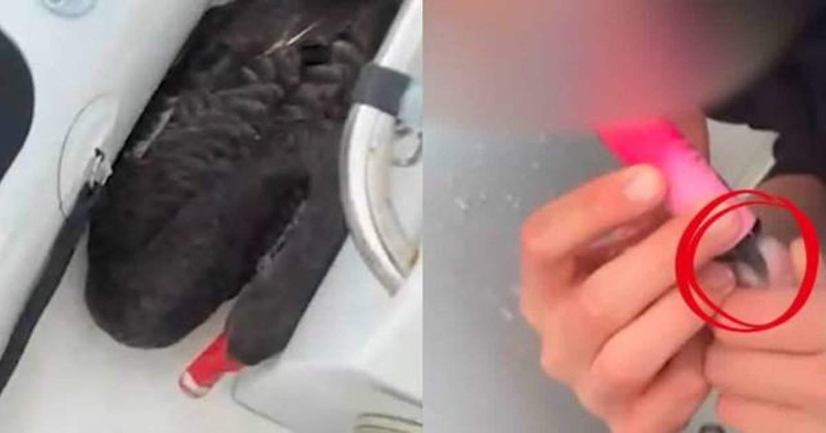 逼黑天鵝吸電子煙 珀斯兩少年被控虐待動物