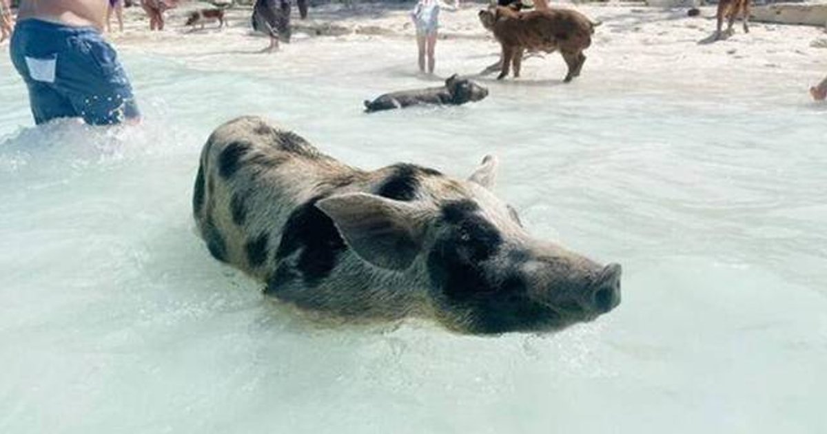 希腊私人小岛“与猪共泳”网上爆红 夏季涌入数千旅客