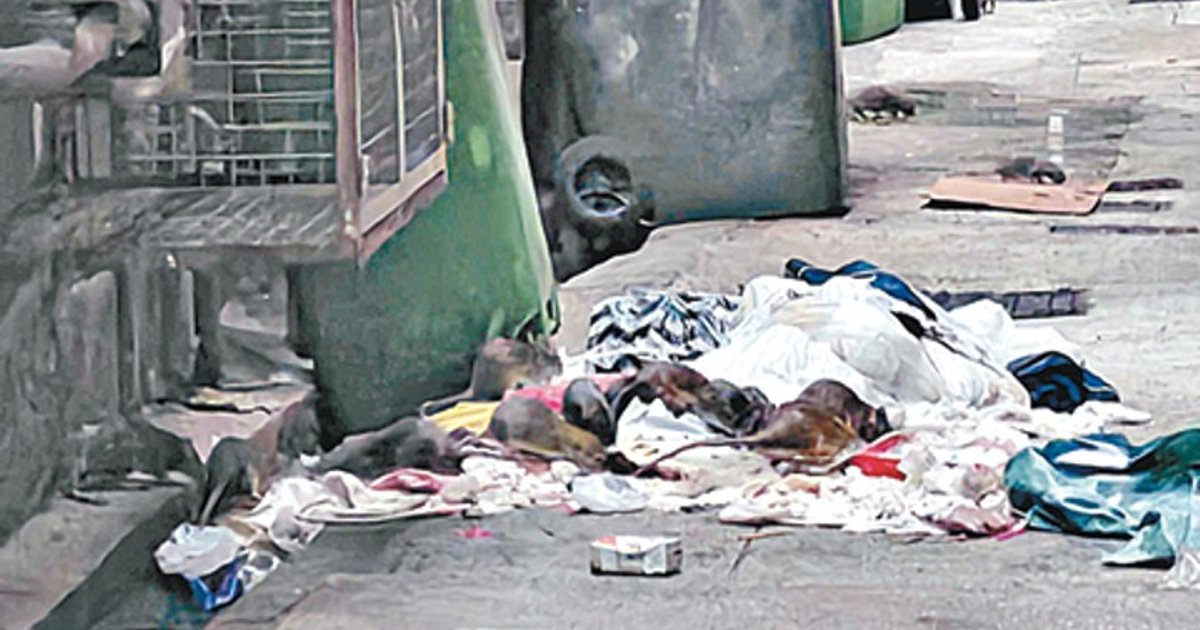 Lawmakers Question Validity of Hong Kong's Rat-Free Percentage Amid Persistent Sightings